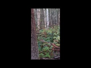 video by eavesdropped