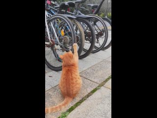 cats