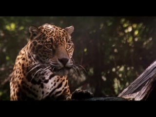 le jaguar 1996 (teaser)